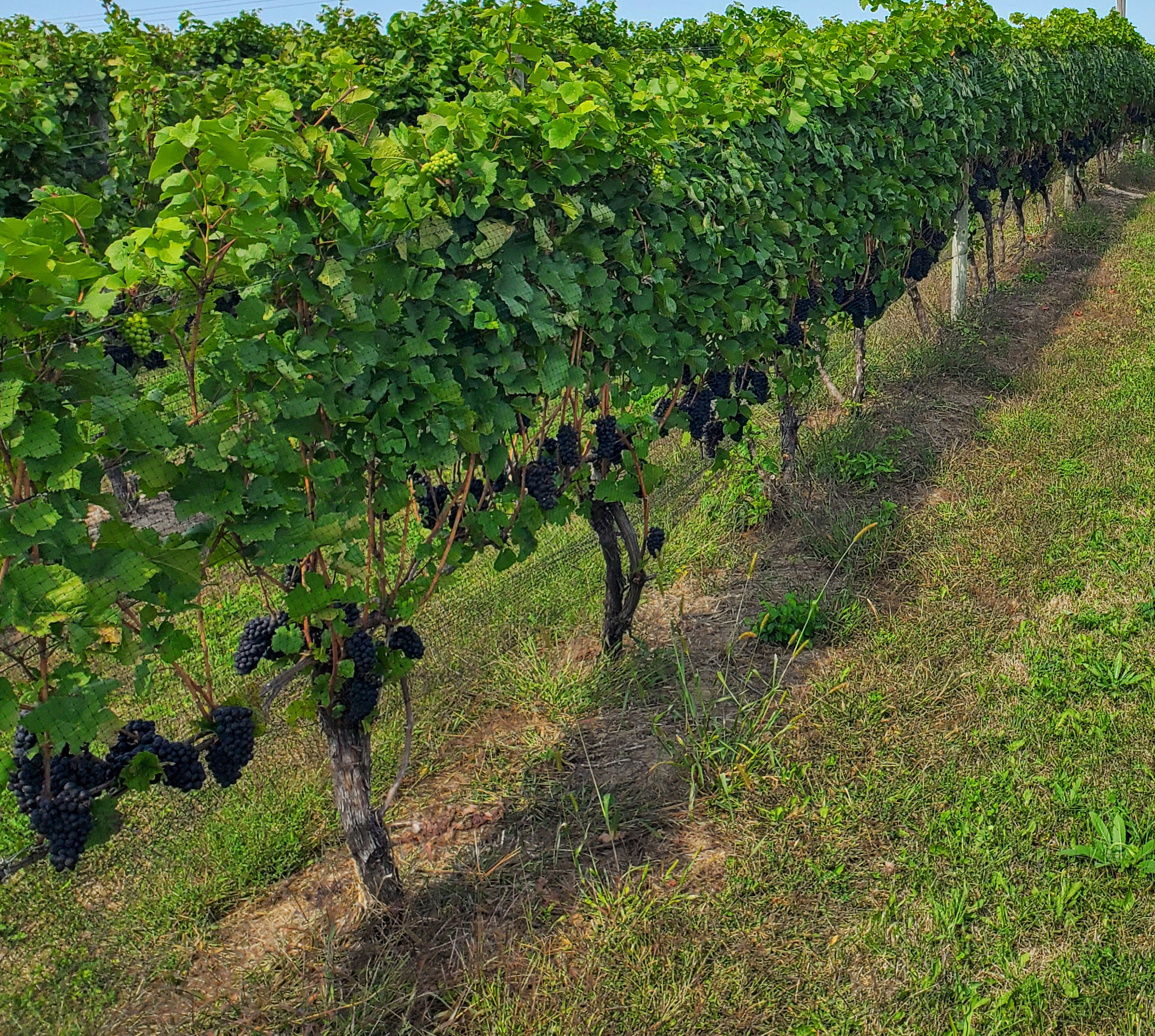 Bird netting over grapes